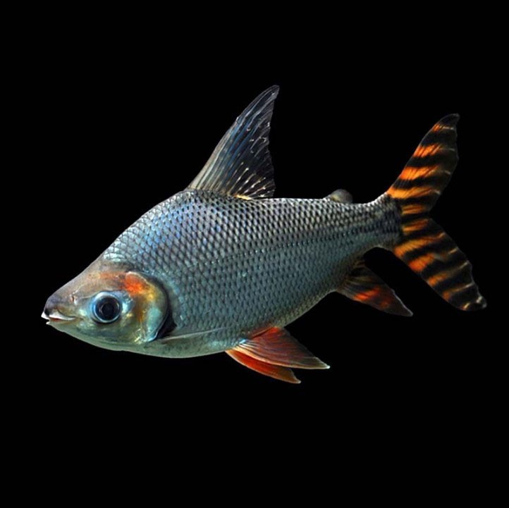 Kota Setar Straight striped Phoenix fish