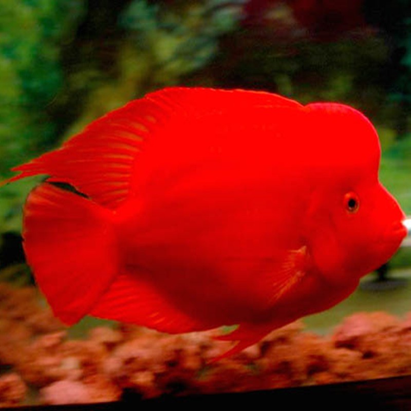 Kota Setar Caishen parrot fish - red Caishen fish