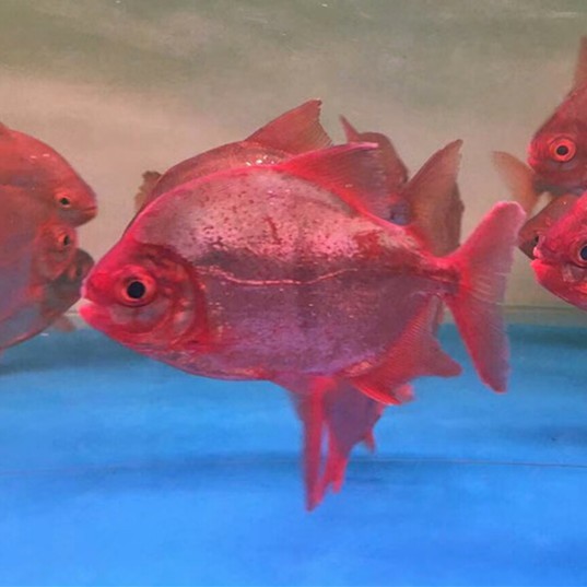 Kota Setar Rose silver plate fish