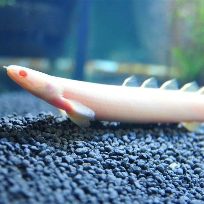 Kota Setar Albino nine horned Arowana