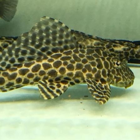 Kota Setar Leopard fish