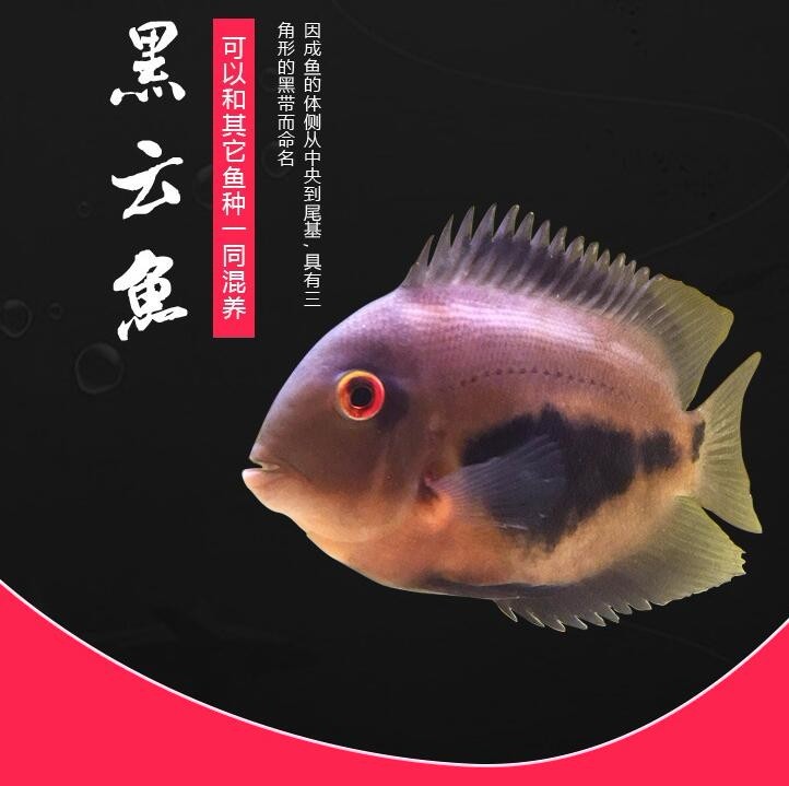 Kota Setar Black cloud (auspicious) fish