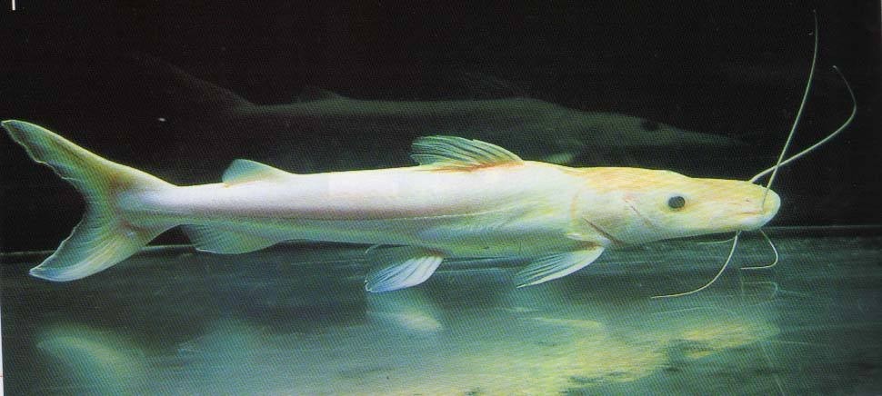 Kota Setar Albino duck billed fish